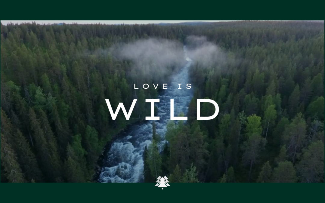 Love is Wild